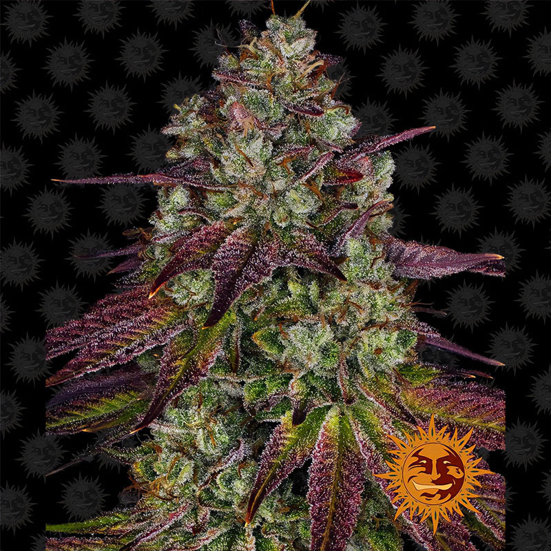 Mimosa EVO Barney's Farm Semi Femminizzati cime resinose