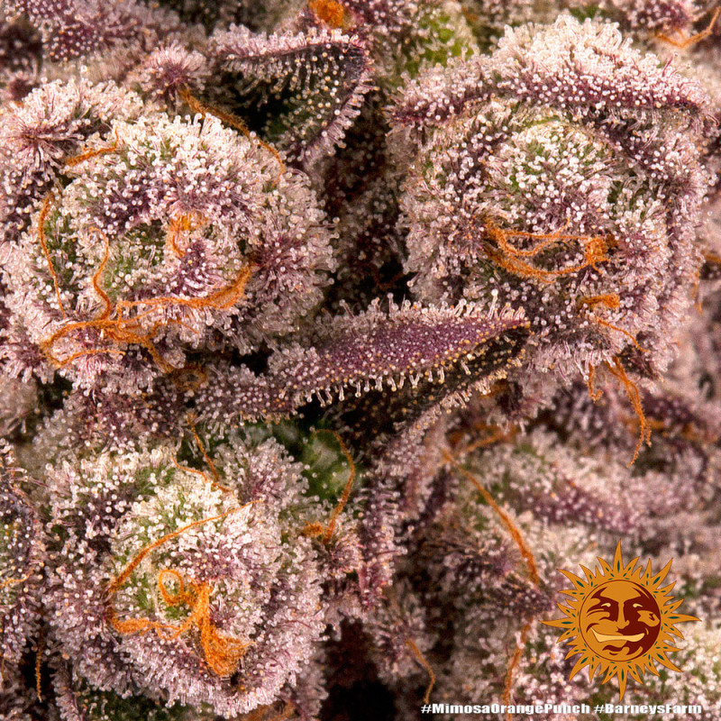Mimosa x Orange Punch - Barney's Farm - Semi Femminizzati, vista 2