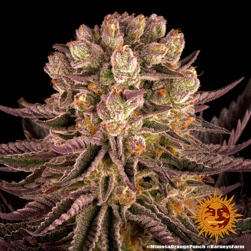 Mimosa x Orange Punch - Barney's Farm - Semi Femminizzati, vista 3
