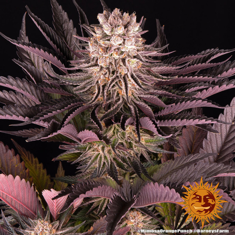 Mimosa x Orange Punch Barney's Farm Semi Femminizzati cime colorate
