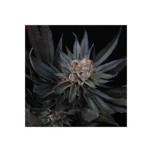 Mimozz Perfect Tree Semi Femminizzati cime resinose