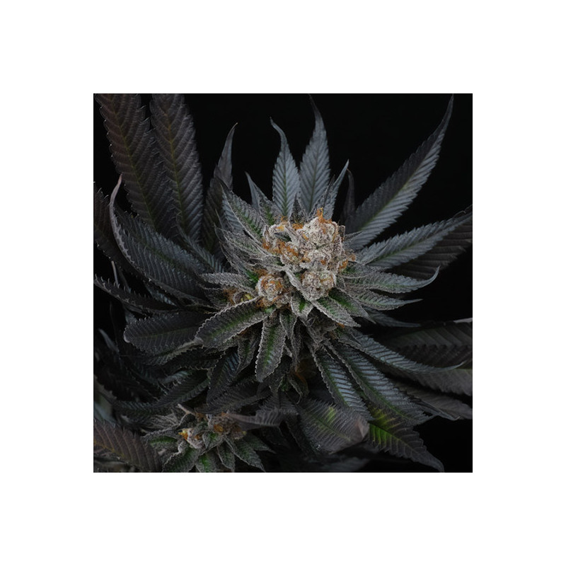 Mimozz Perfect Tree Semi Femminizzati cime resinose