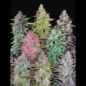 Mix Pack Auto FastBuds Semi Autofiorenti cime resinose