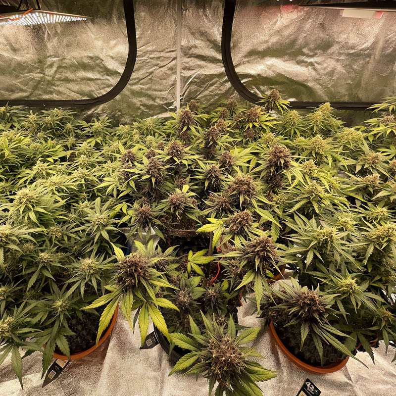 Mix Pack Auto - FastBuds - Semi Autofiorenti, vista 4