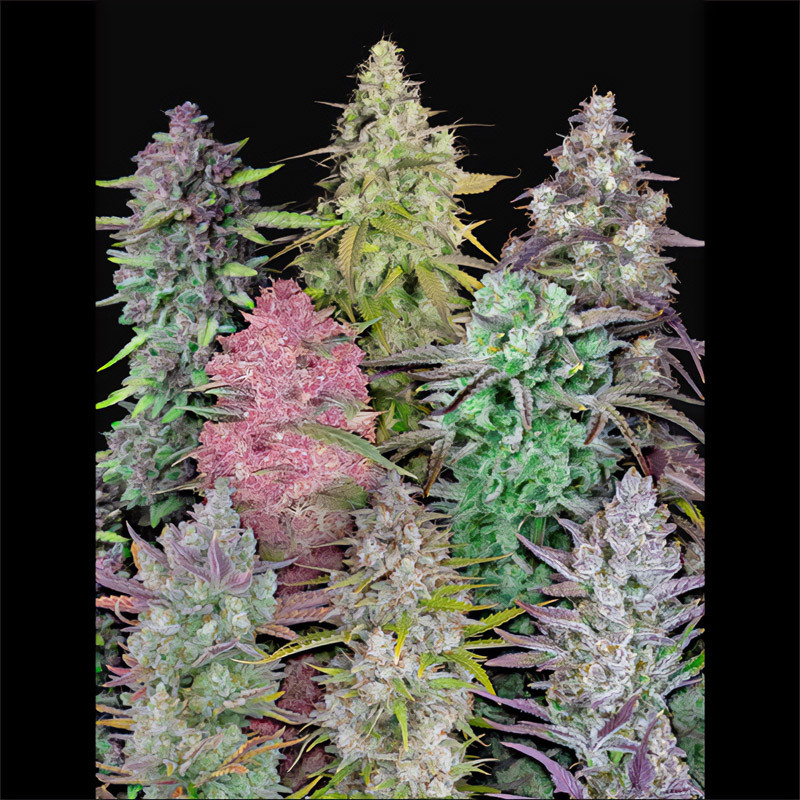 Mix Pack Auto FastBuds Semi Autofiorenti cime resinose
