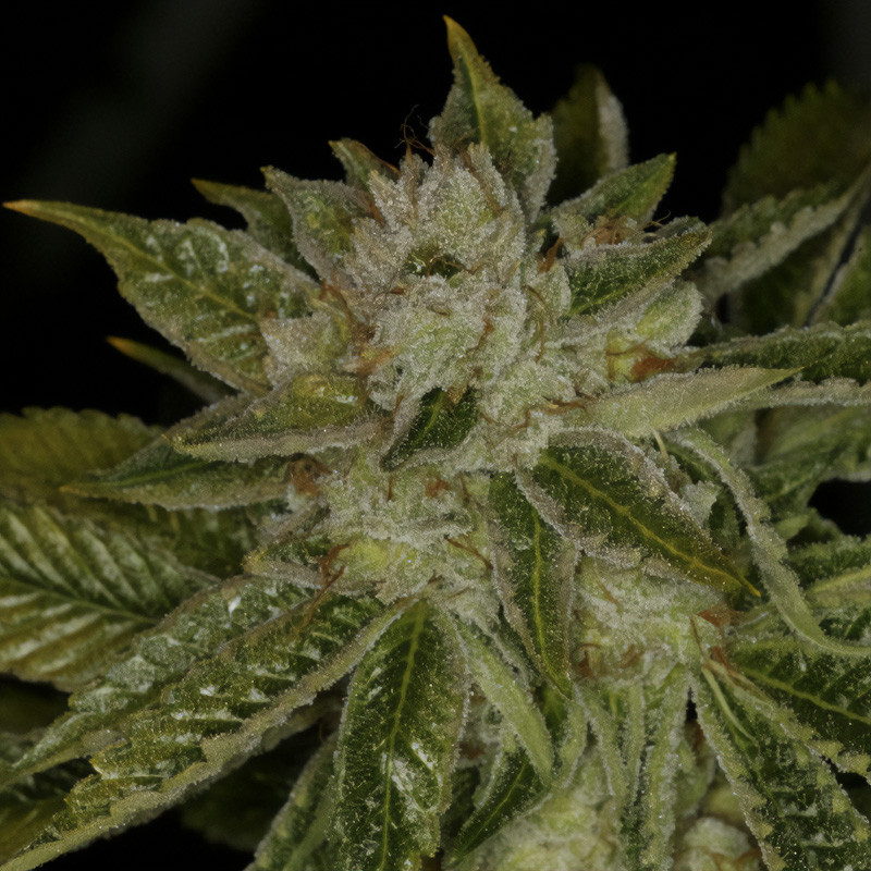 Mk-Ultra Kush - TH Seeds - Semi Femminizzati, vista 3