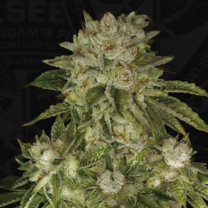 Mk-Ultra Kush TH Seeds Semi Femminizzati cime resinose