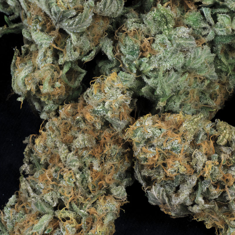Mk-Ultra Kush - TH Seeds - Semi Femminizzati, vista 4