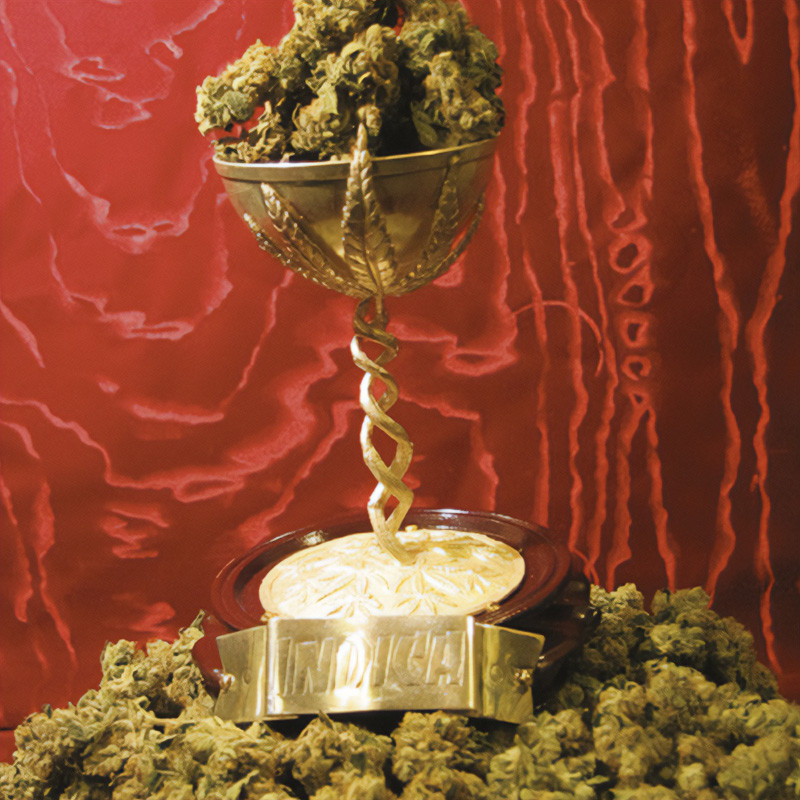 Mk-Ultra Kush - TH Seeds - Semi Femminizzati, vista 5
