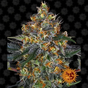 Moby Dick Auto Barney's Farm Semi Autofiorenti cime resinose