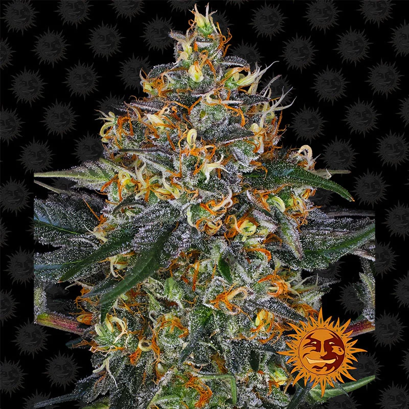 Moby Dick Auto Barney's Farm Semi Autofiorenti cime resinose