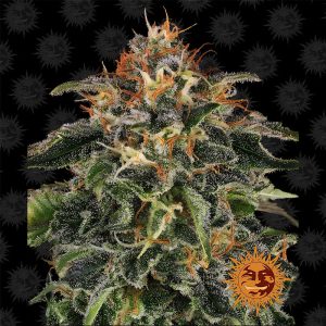 Moby Dick Barney's Farm Semi Femminizzati cime resinose
