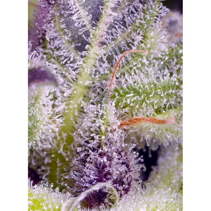 Monster Maker - Sweet Seeds - Semi Femminizzati, vista 2