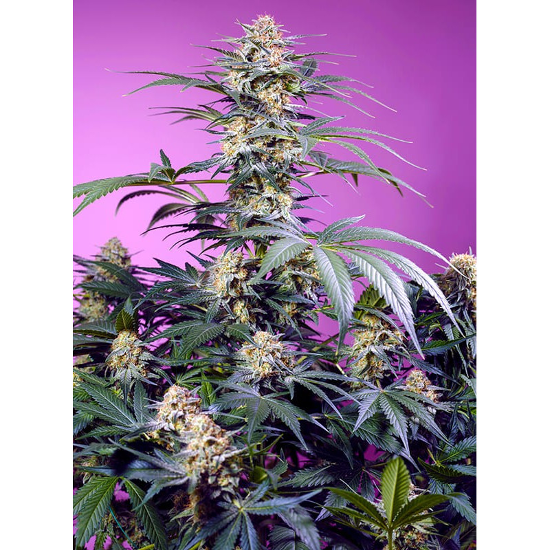 Monster Maker Sweet Seeds Semi Femminizzati cime resinose