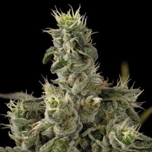Nicole Kush Garden of Green Semi Femminizzati cime resinose