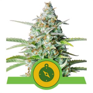 Northern Light Royal Queen Seeds Semi Autofiorenti cime resinose