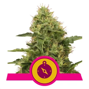 Northern Light Royal Queen Seeds Semi Femminizzati cime resinose