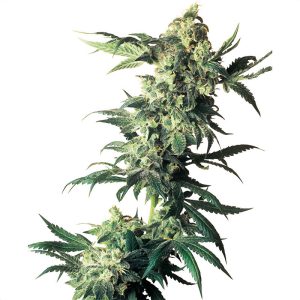 Northern Lights Sensi Seeds Semi Femminizzati cime resinose