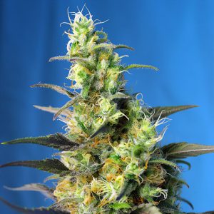 NYC Diesel Sweet Seeds Semi CBD cime resinose