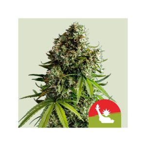 NYC Sour D Auto Royal Queen Seeds Semi Autofiorenti cime resinose
