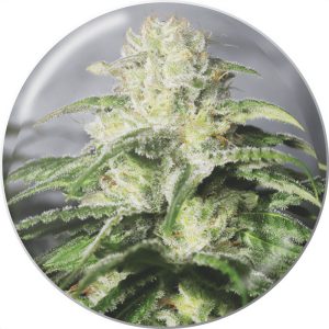 OG Kush Medical Seeds Semi CBD cime resinose