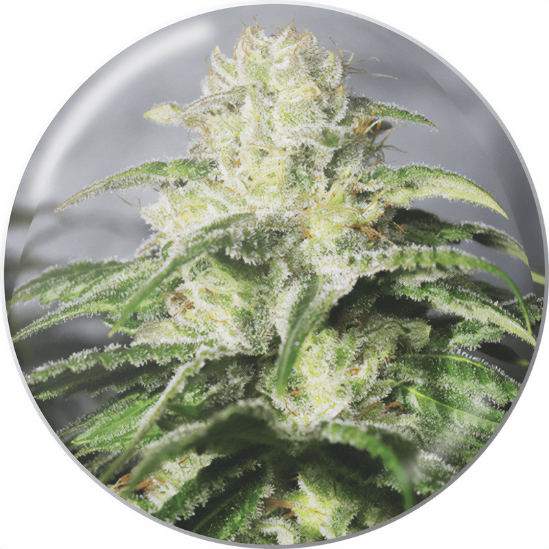 OG Kush Medical Seeds Semi CBD cime resinose