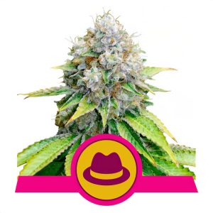 OG Kush Royal Queen Seeds Semi Femminizzati cime resinose