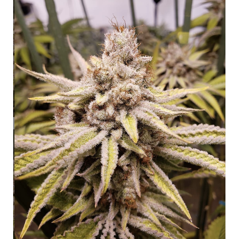 OG Kush Semi Femminizzati, vista 2