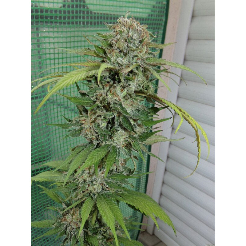 OG Kush Semi Femminizzati, vista 3