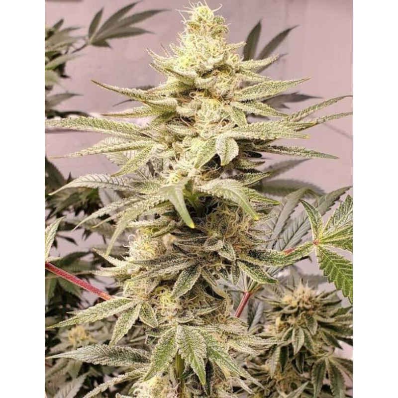 OG Kush Semi Femminizzati cime resinose