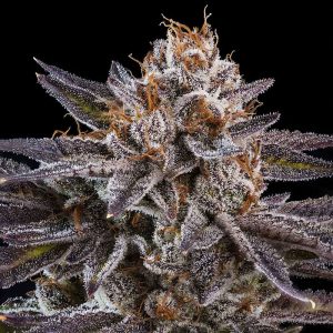 OMG Ripper Seeds Semi Femminizzati cime resinose