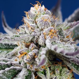Orange Apricot Glue XL Auto Sweet Seeds Semi Autofiorenti cime resinose
