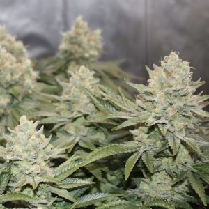 Orange Bud Semi Femminizzati cime resinose