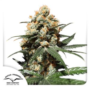 Orange Hill Special Dutch Passion Semi Femminizzati cime resinose