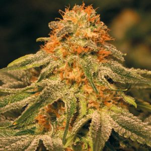 Orange Kush Semi Femminizzati cime resinose