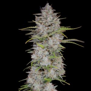 Orange Sherbet Auto FastBuds Semi Autofiorenti cime resinose