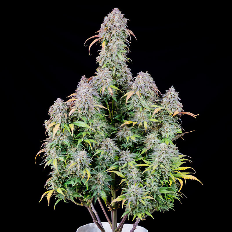 Original Auto Blueberry - FastBuds - Semi Autofiorenti, vista 2