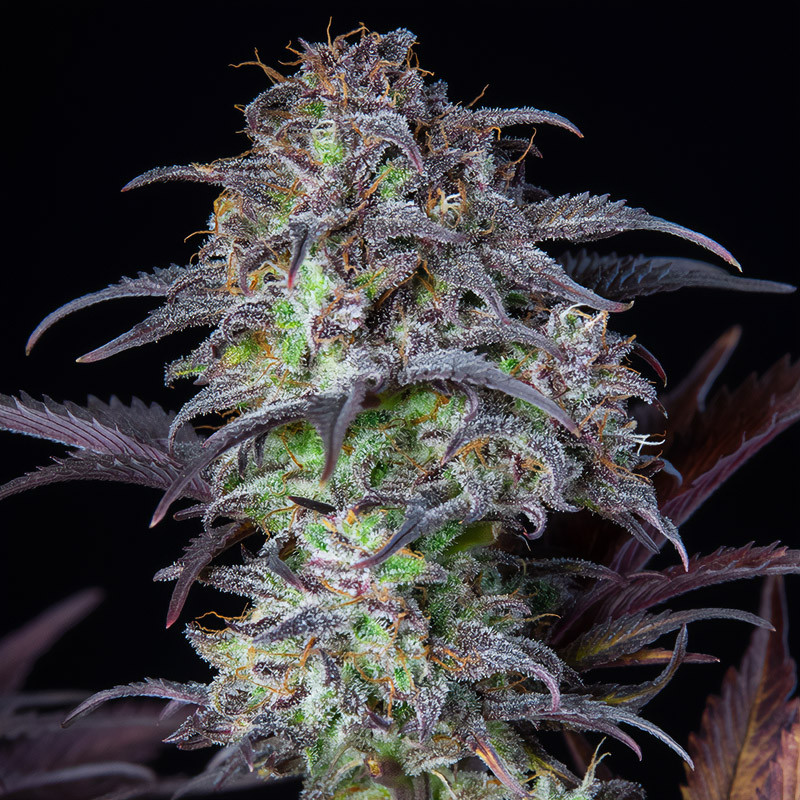 Original Auto Blueberry - FastBuds - Semi Autofiorenti, vista 3