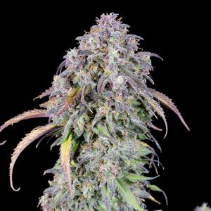 Original Auto Blueberry FastBuds Semi Autofiorenti cime resinose