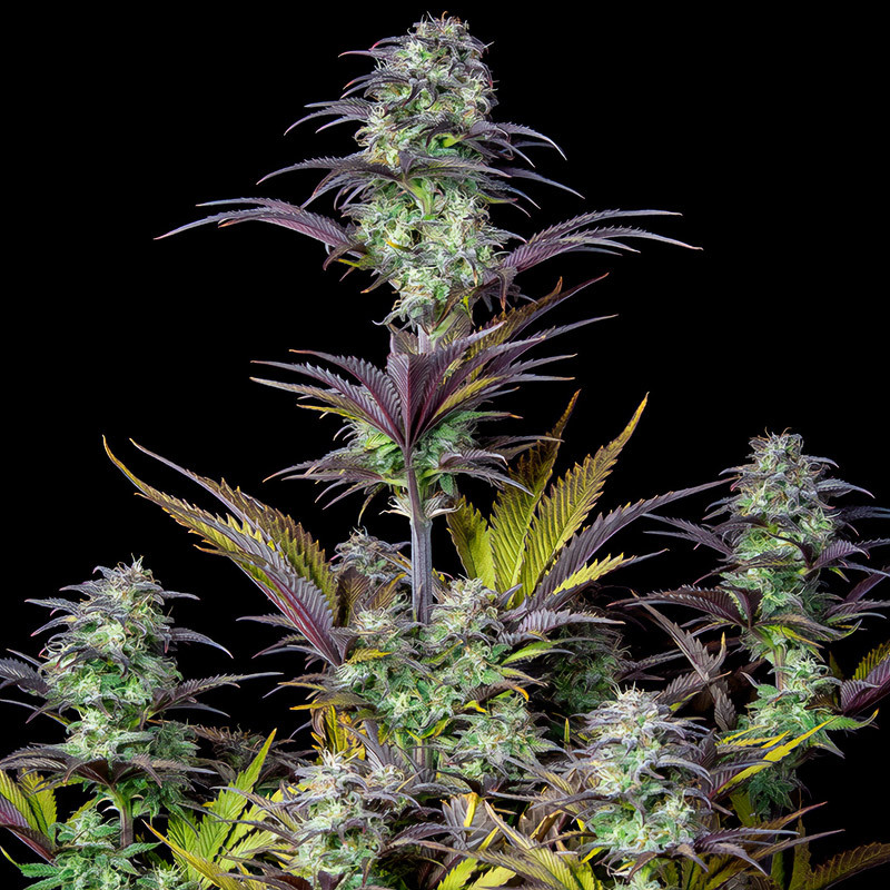 Original Auto Blueberry - FastBuds - Semi Autofiorenti, vista 4