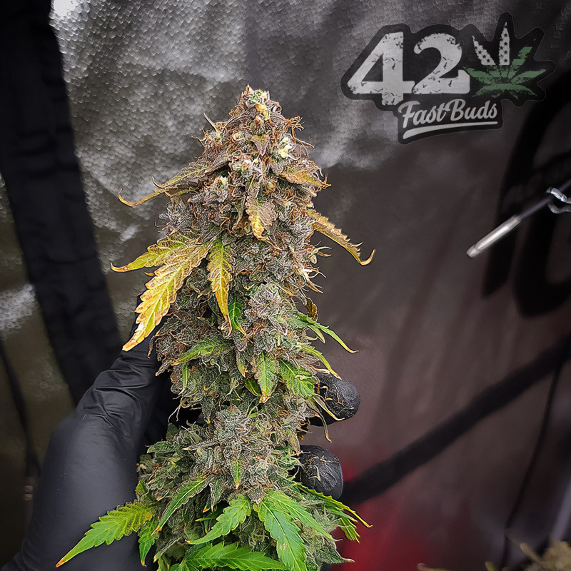 Original Auto Blueberry - FastBuds - Semi Autofiorenti, vista 5