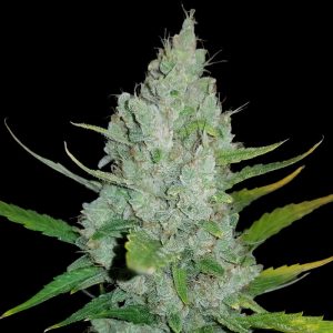 Original Auto Sour Diesel FastBuds Semi Autofiorenti cime resinose