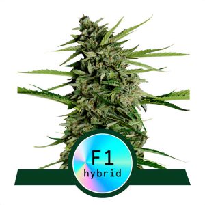 Orion F1 Royal Queen Seeds Semi Autofiorenti cime resinose