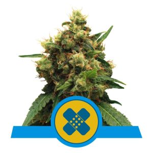 Painkiller XL Royal Queen Seeds Semi CBD cime resinose