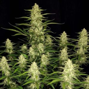 Papaya Cookies Auto FastBuds Semi Autofiorenti cime resinose