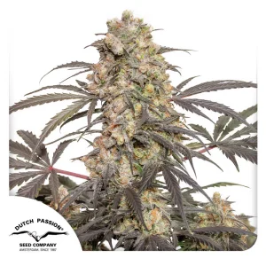 Passion Fruit Dutch Passion Semi Femminizzati cime resinose