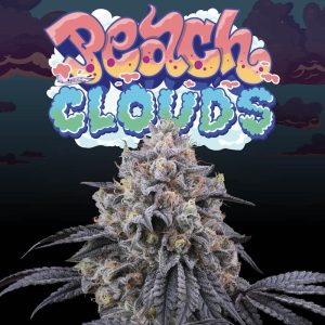 Peach Clouds Perfect Tree Semi Femminizzati cime resinose