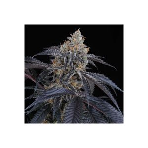 Peach Lassi Perfect Tree Semi Femminizzati cime resinose
