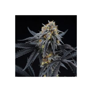 Peach Sherbert Og Perfect Tree Semi Femminizzati cime resinose