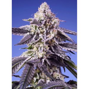 Permanent Jealousy XL Auto Sweet Seeds Semi Autofiorenti cime resinose